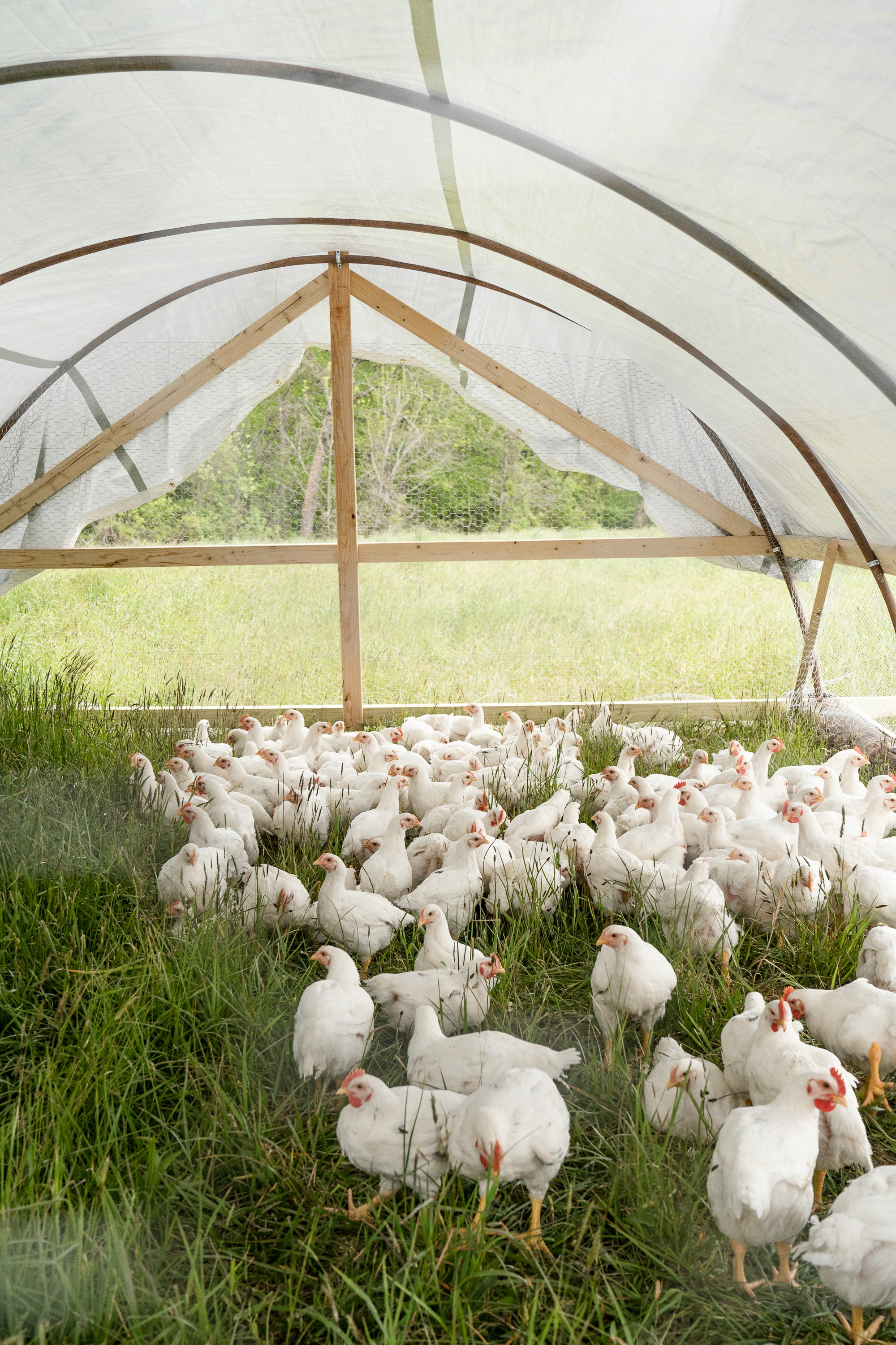 Photographie illustrative d'un élevage de poulets